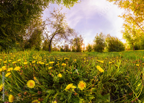 Fototapeta Naklejka Na Ścianę i Meble -  Field of yellow dandelions in a green forest at sunset. Panorama