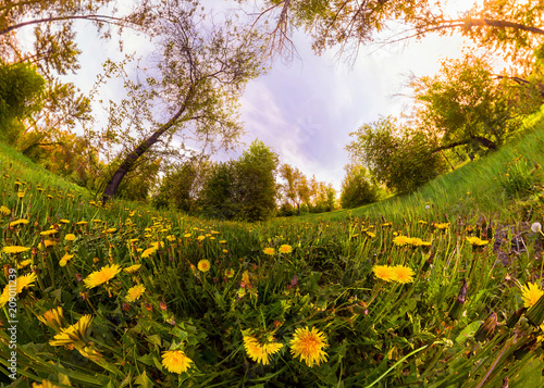 Field of yellow dandelions in a green forest at sunset. Panorama