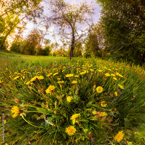Fototapeta Naklejka Na Ścianę i Meble -  Field of yellow dandelions in a green forest at sunset. Panorama