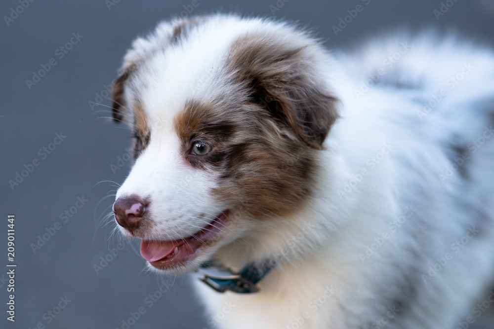 Cute Australian Shepherd Cute Australian Shepherd