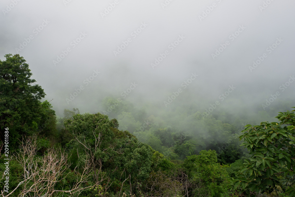 Mist at tropical rain forest and mountains