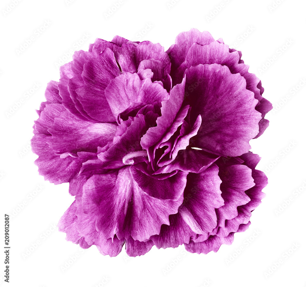 Eggplant white carnation flower isolated on white background. Close-up. Element of design. Eggplant white carnation flower isolated on white background. Close-up. Element of design.