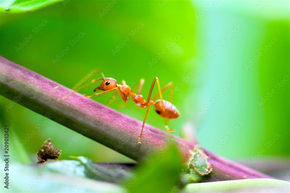 Closeup red ant with blurred light background Closeup red ant with blurred light background