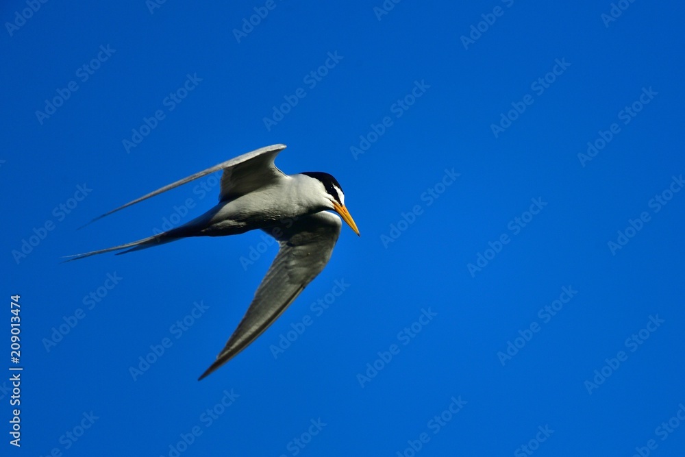 Obraz premium 精悍な顔つきのコアジサシ