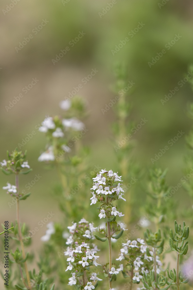 White flowers of rosemary in the garden. White flowers of rosemary in the garden.