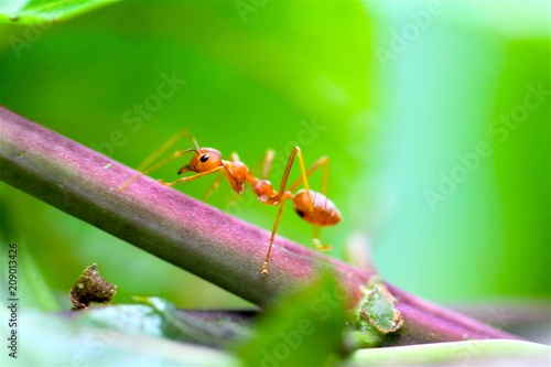 Closeup red ant with blurred light background 