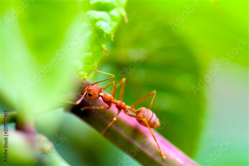 Closeup red ant with blurred light background  © PEAK