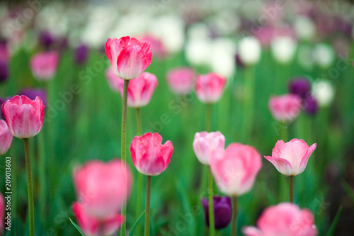 Close-up of a field of pink and spruce tulips