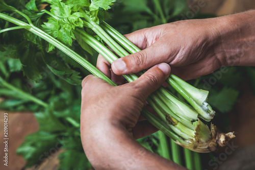 Hands hold  bunch of green celery