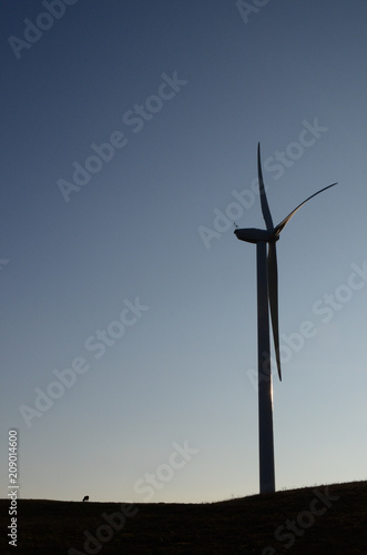 Wind turbine and cow in pasture