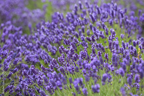 Lavender flowers blooming in the garden, beautiful lavender field.