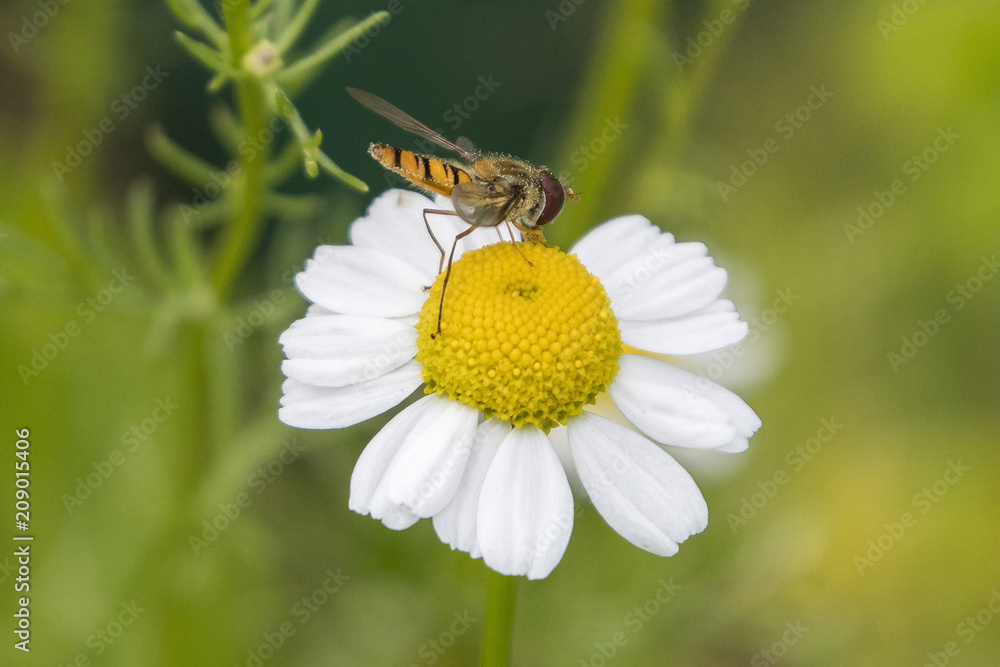 Hoverfly sitting on a chamomile flower. Hoverfly sitting on a chamomile flower.