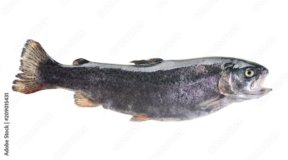 Fototapeta premium Fish trout