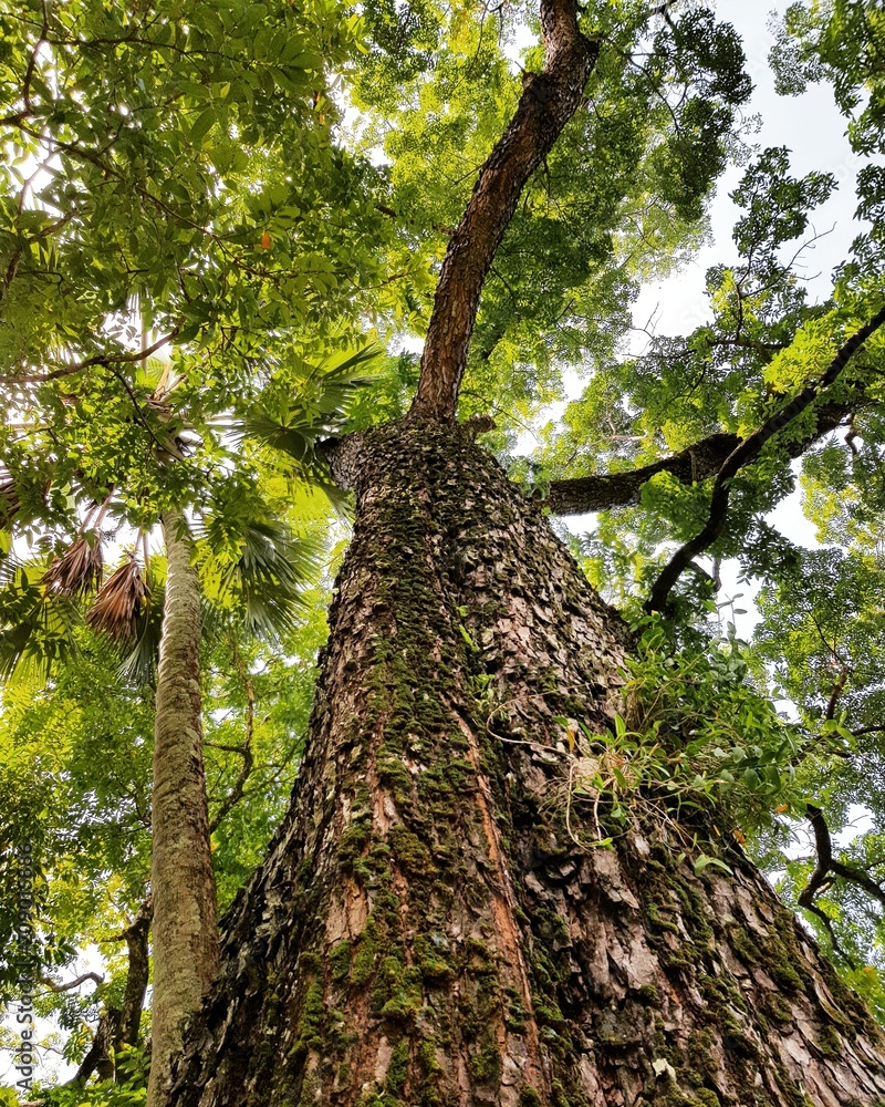 Naklejka premium Tree 1