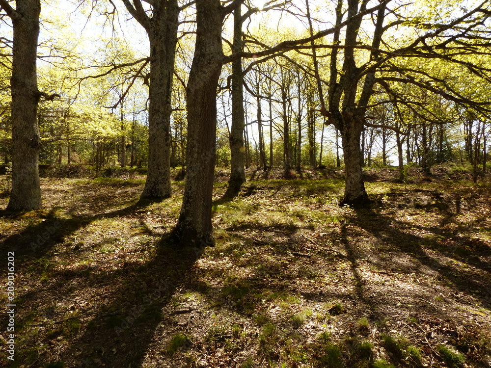 Obraz premium PASEO POR EL BOSQUE