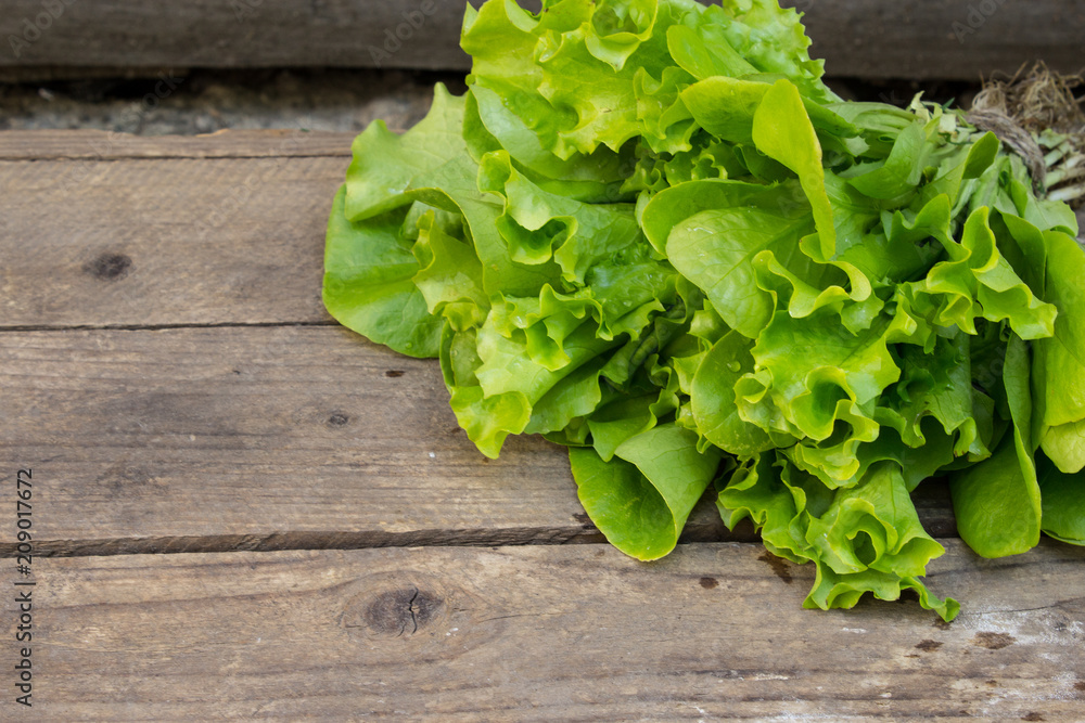 A bunch of salad on an old board. Top view. Close-up. Copy space. A bunch of salad on an old board. Top view. Close-up. Copy space.