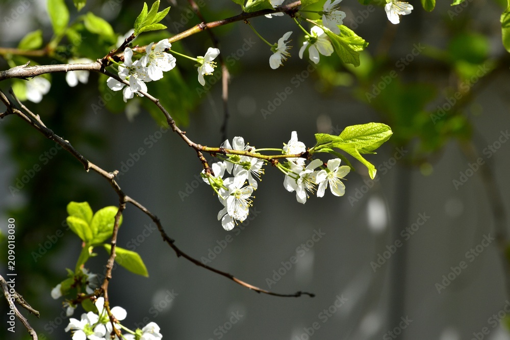 Obraz premium Цветение сливы