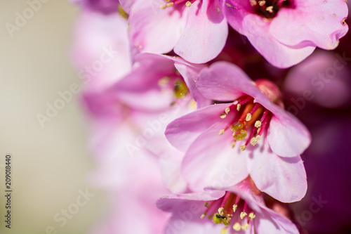 Cherry Blossom close up