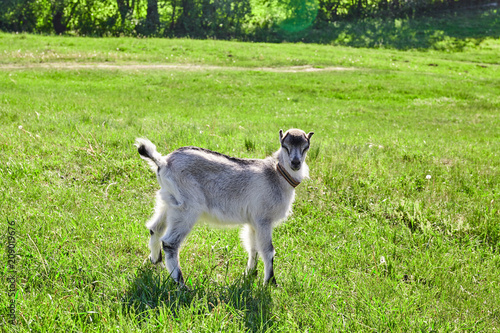 beautiful goat outdoor in nature