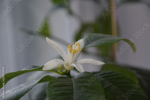 Closeup of a small white lemon flower of the Pavlovsky variety with green leaves and blurred background. Room agrotechnology cultivation of citrus plants