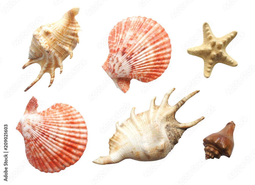 Set of seashells of different kind and starfish isolated on white background. Flat lay. Set of seashells of different kind and starfish isolated on white background. Flat lay.
