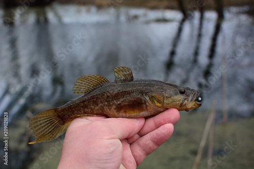 Summer fishing on the lake, Perccottus glenii photo