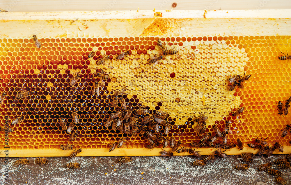 Bee honeycombs with honey and bees. Apiculture. Bee honeycombs with honey and bees. Apiculture.