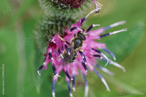 Macro view from above of a Caucasian bee Macropis fulvipes on a purple burdock flower photo