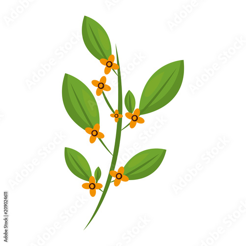 branch with leaves and flowers isolated icon vector illustration design