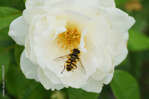 Macro view from above of a floral caucasian fly hoverfly of the genus Dasysyrphus sitting in the inflorescence of a white rose photo