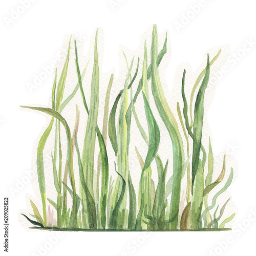 трава акварели