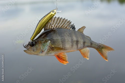 Summer fishing, perch fishing spinning reel on the lake