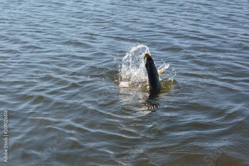 Summer fishing  pike fishing  spinning on the lake