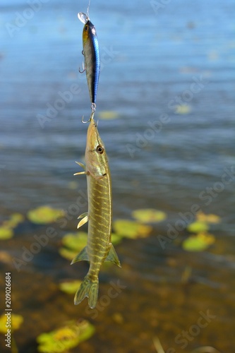 Summer fishing, pike fishing, spinning on the lake