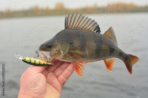 Summer fishing, perch fishing spinning reel on the lake photo