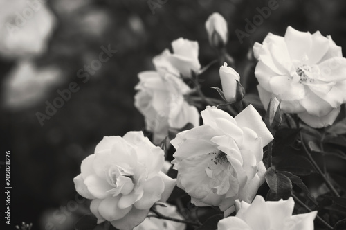 Beautiful bush flowers white garden roses in the sun light on a dark background for the calendar