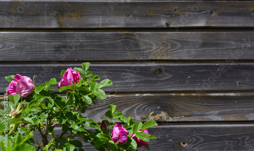 rosehip Bush with pink flowers on the background of wooden boards