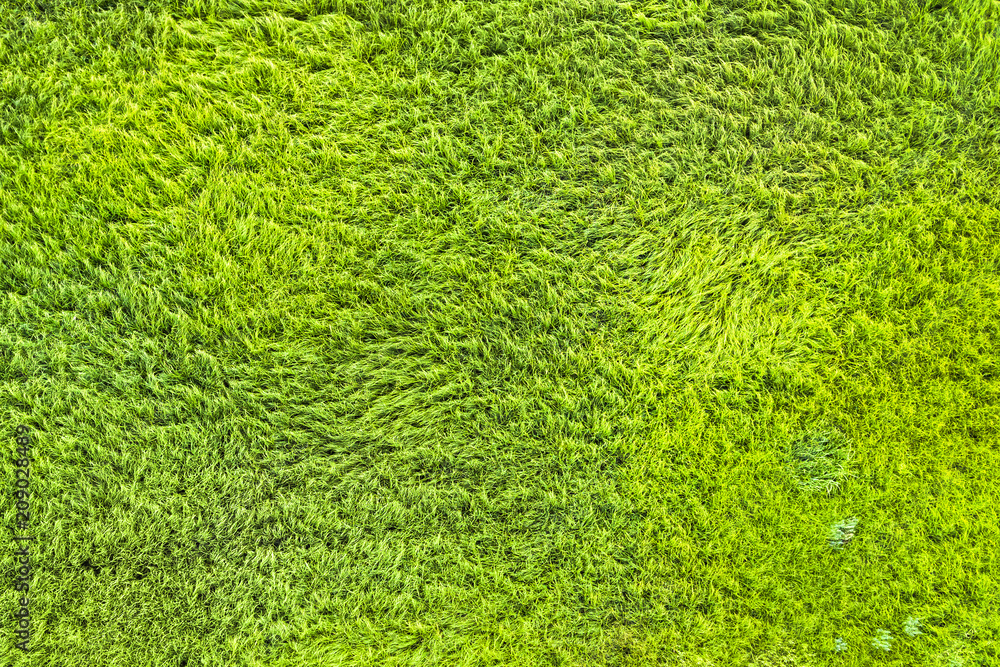 Texture of a green lawn Texture of a green lawn