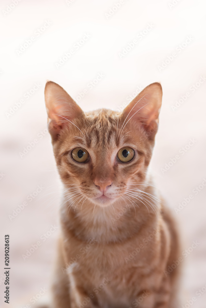 Portrait of ginger cat sitting