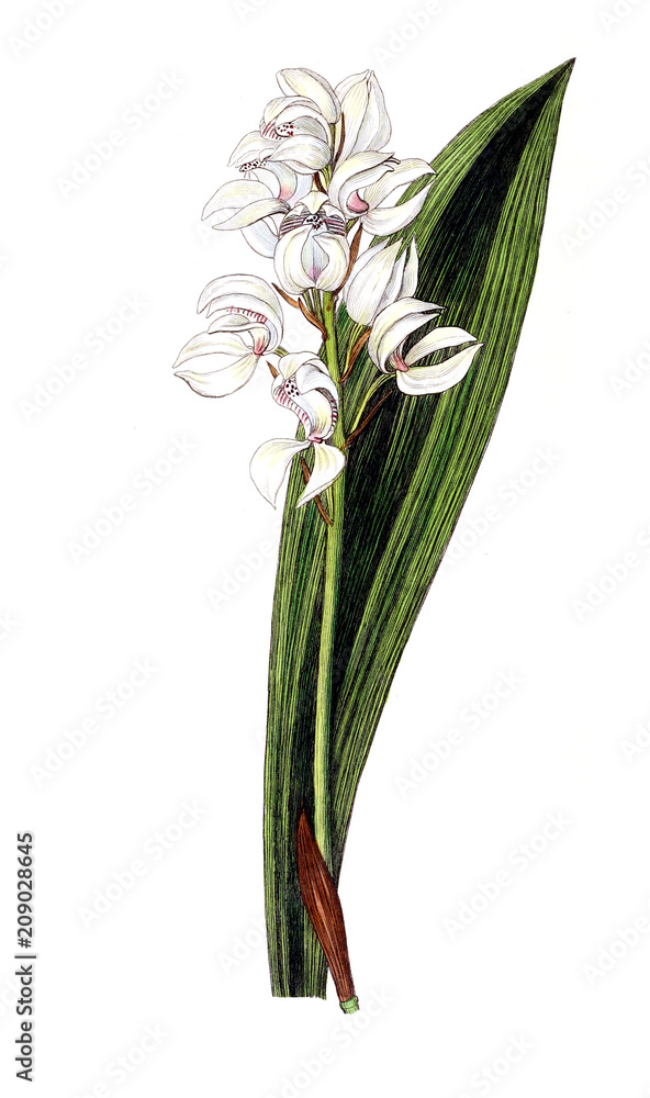 Fototapeta premium Illustration of plant