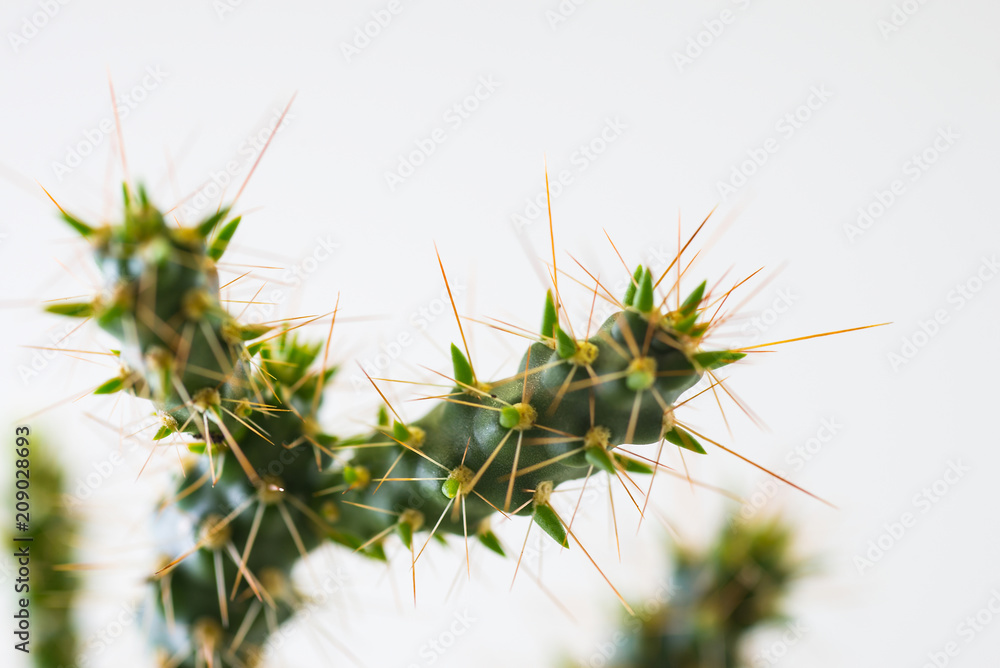 Thorns on the branches of the natural tree. Thorns on the branches of the natural tree.