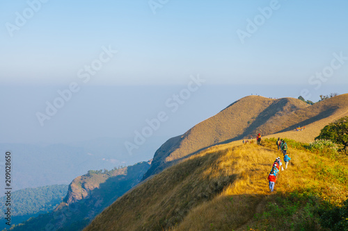 Beautiful golden field at the top of mountain Doi Monjong in Chiangmai, Thailland. photo