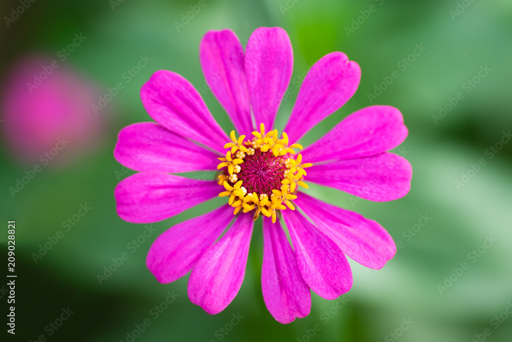 Close up of pink Zinnia flower (Zinnia violacea Cav.) in a garden