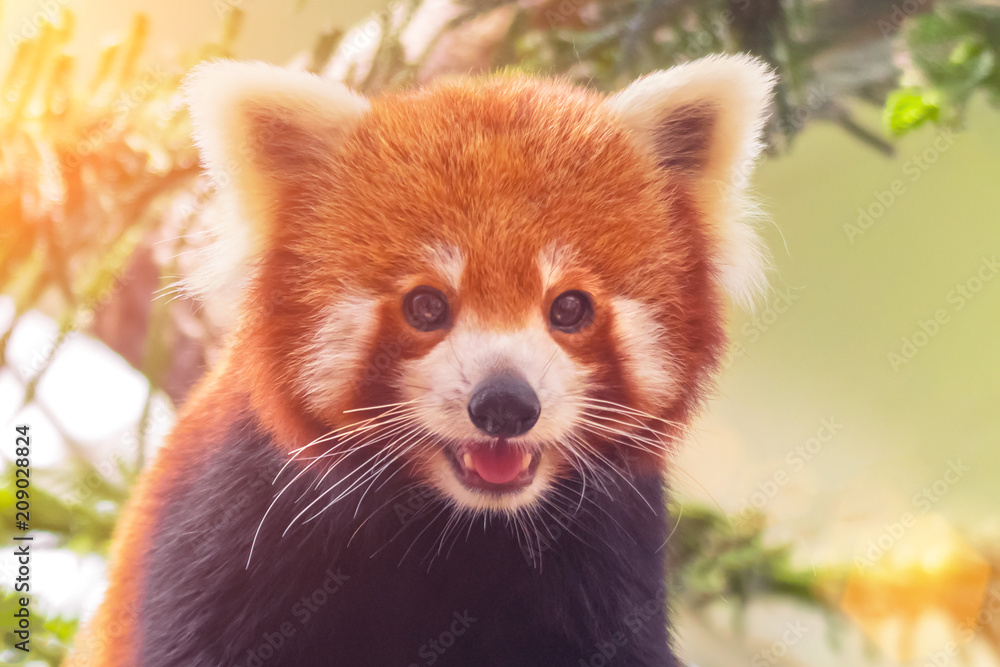 Fotografie, Obraz Portrait of a Red Panda ( Ailurus fulgens ) | Posters.cz