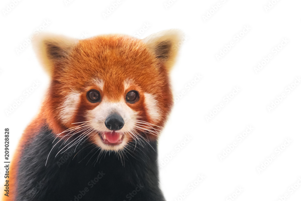 Portrait of a Red Panda ( Ailurus fulgens ), Firefox or Lesser Panda. Isolated on white Portrait of a Red Panda ( Ailurus fulgens ), Firefox or Lesser Panda. Isolated on white