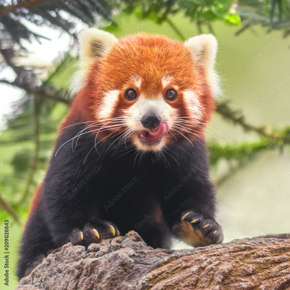 Obraz premium Zachodnia panda czerwona (Ailurus fulgens fulgens) lub nepalska panda czerwona na pniu drzewa