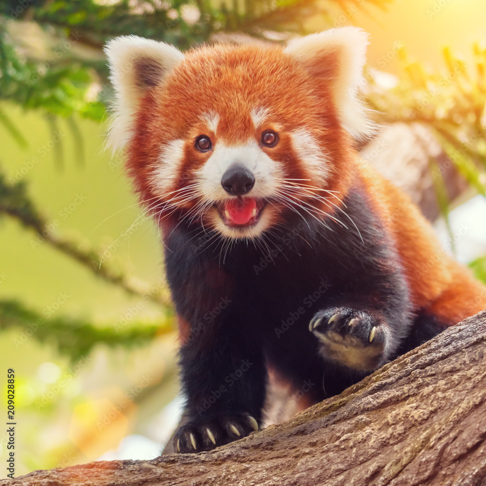 Fototapeta premium Czerwona panda na gałęzi w lesie w słoneczny dzień