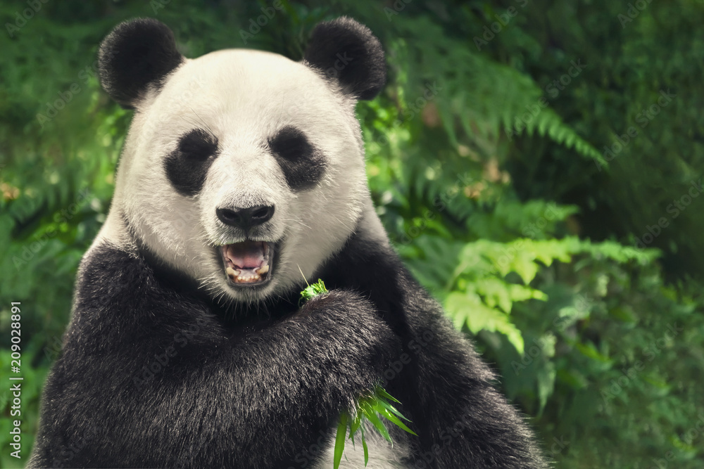 Obraz premium Chińska panda wielka