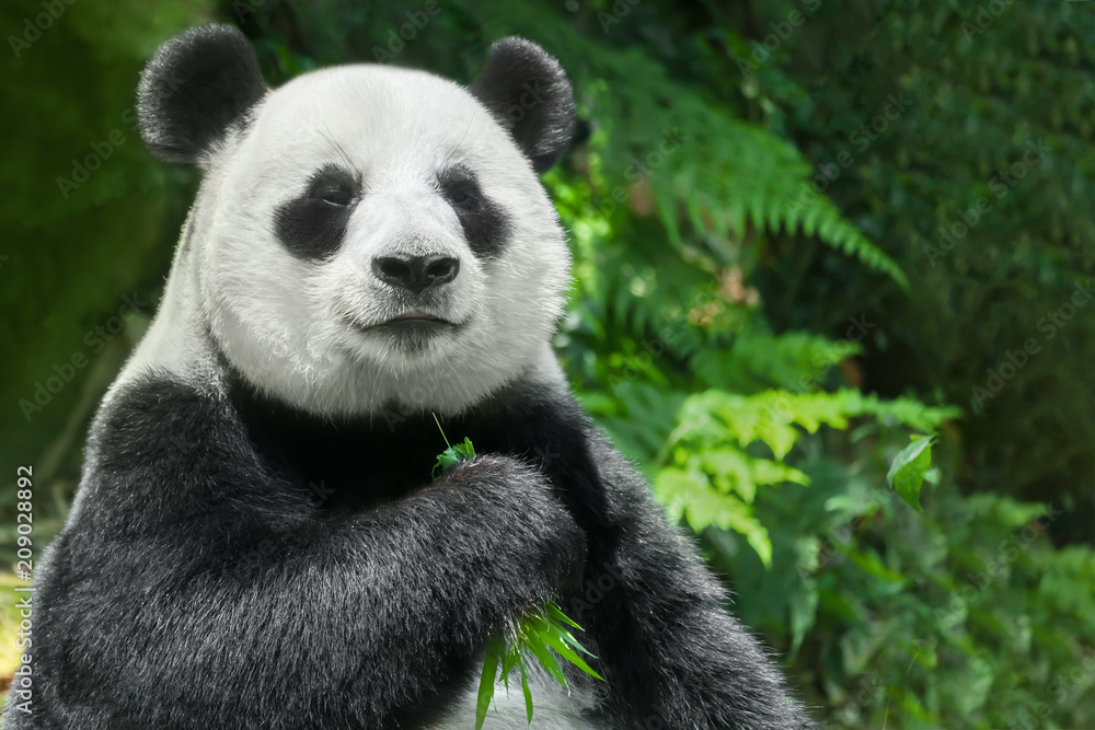 Naklejka premium Panda wielka (Ailuropoda melanoleuca) lub Panda Bear. Zbliżenie na gigantyczną pandę siedzi i je bambus