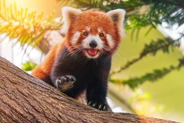 Fotobehang Panda Rode panda op tak in zonlicht  © R